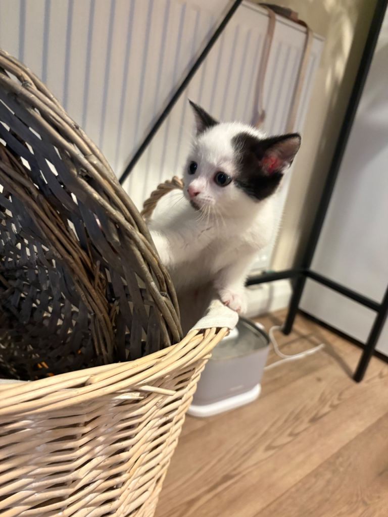 Beautiful Female Kittens - Cross Breed Ragdoll