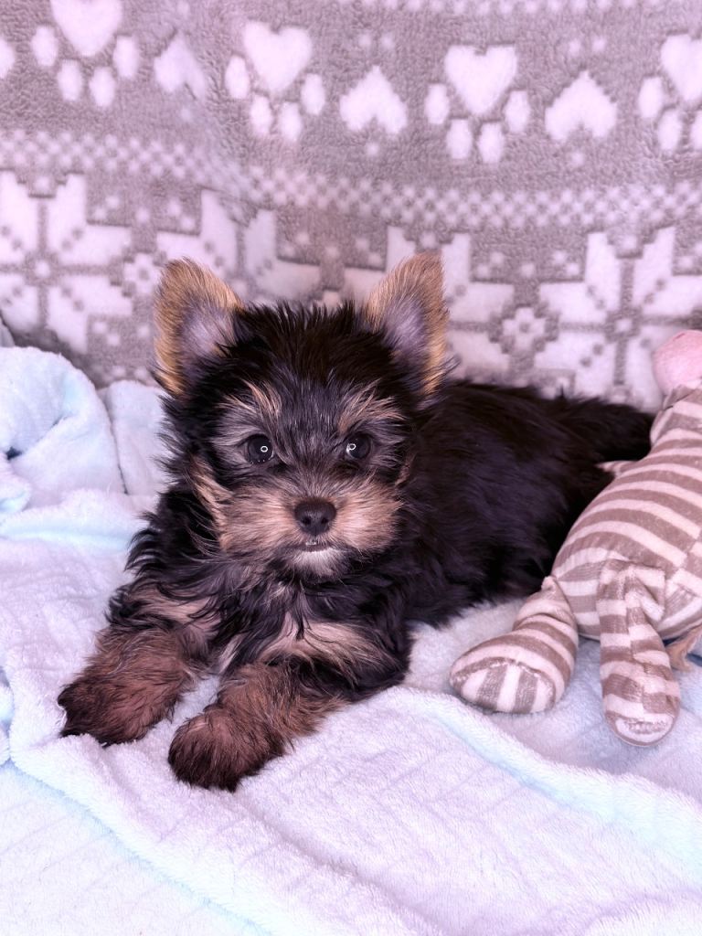 Small boy Yorkshire terrier