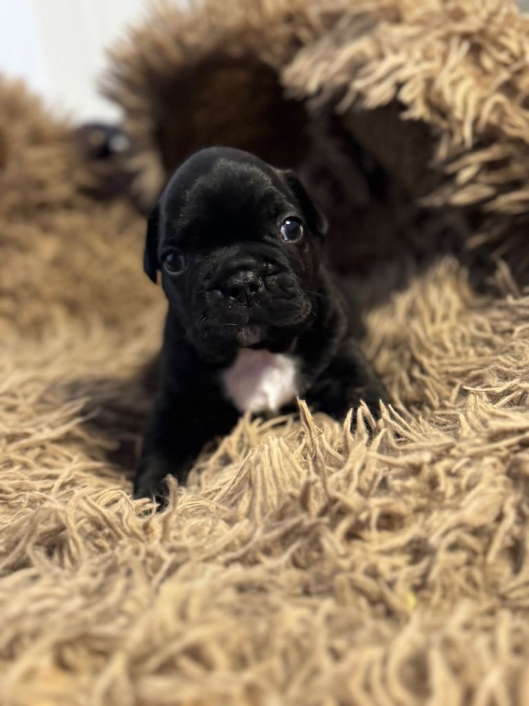 🐾 5 French Bulldog Puppies Looking for Their Forever Homes 🐾