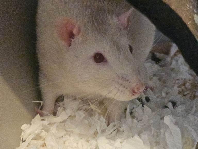 2 male pet rats for rehoming