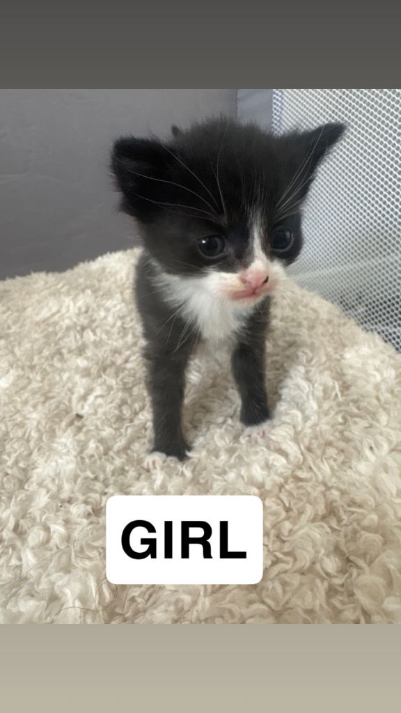 KITTENS