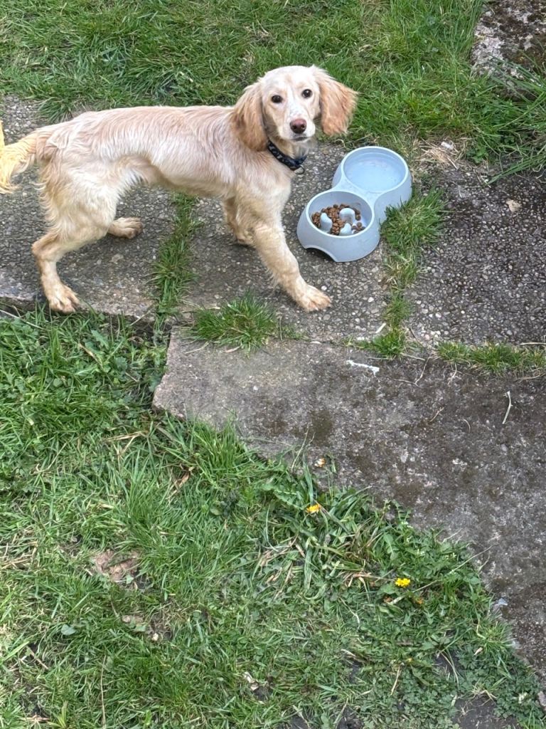 Cockerpoo male for sale 