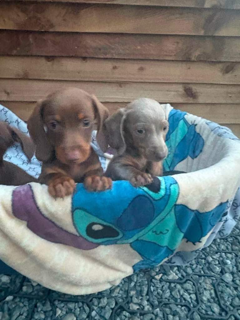 Daschund puppies 
