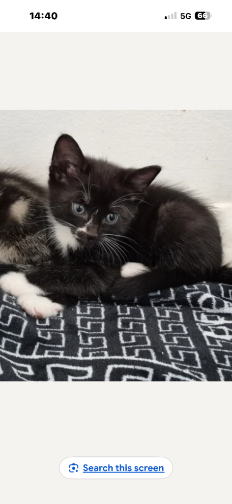 Kittens