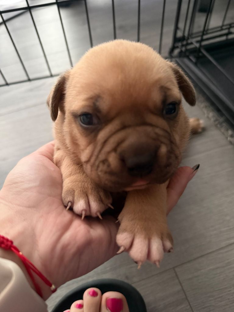 American bully classic puppies for sale 