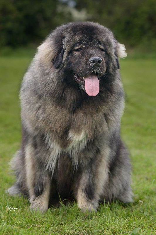Caucasian shepherd male JuniorCh 