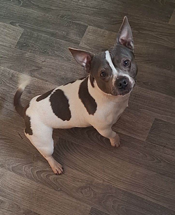 X2 pocket bully mixed breed