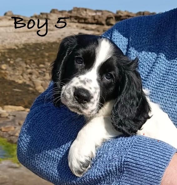 Stunning KC Registered Cocker Spaniels