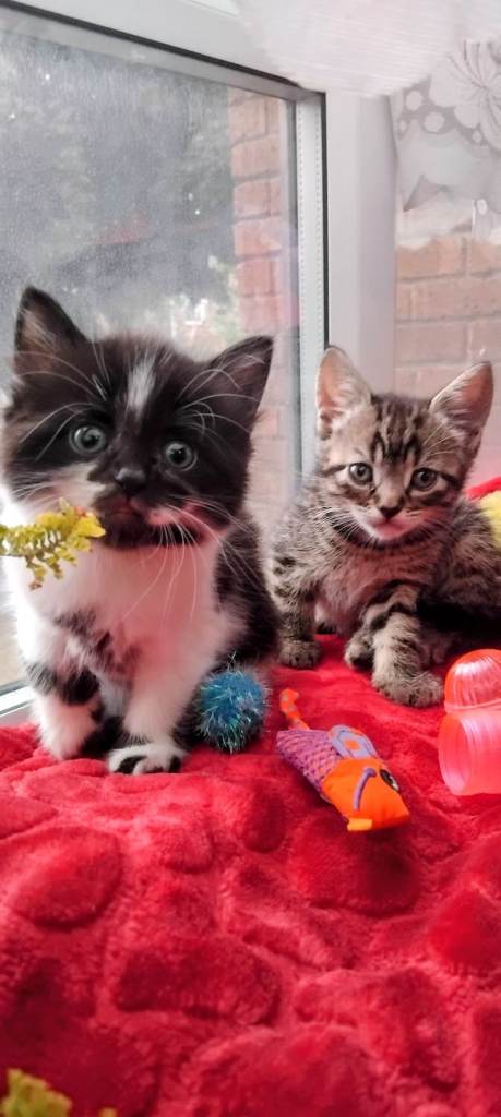 4 BEAUTIFUL KITTENS..