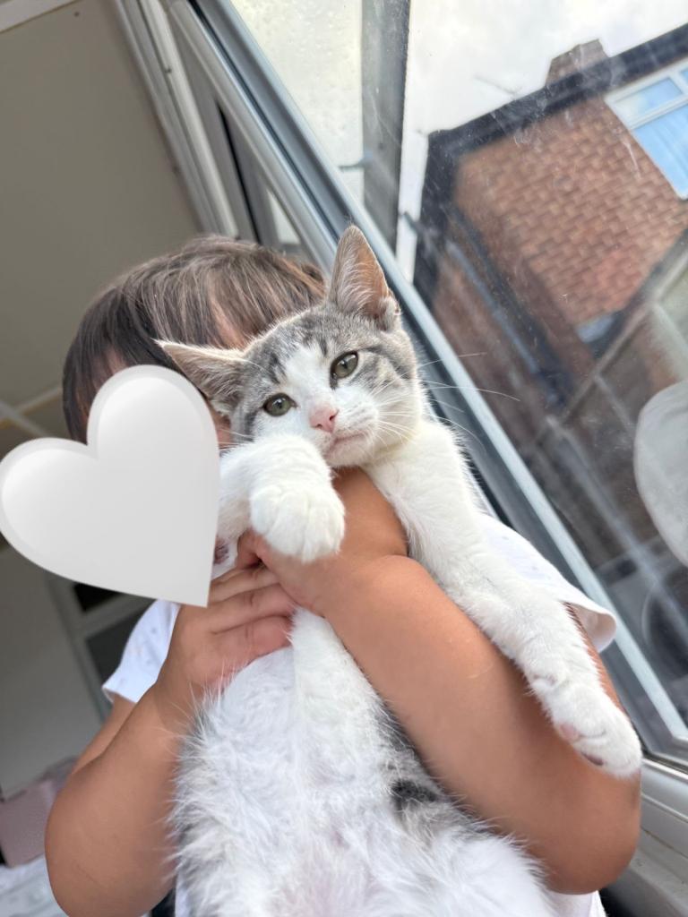 Kitten 