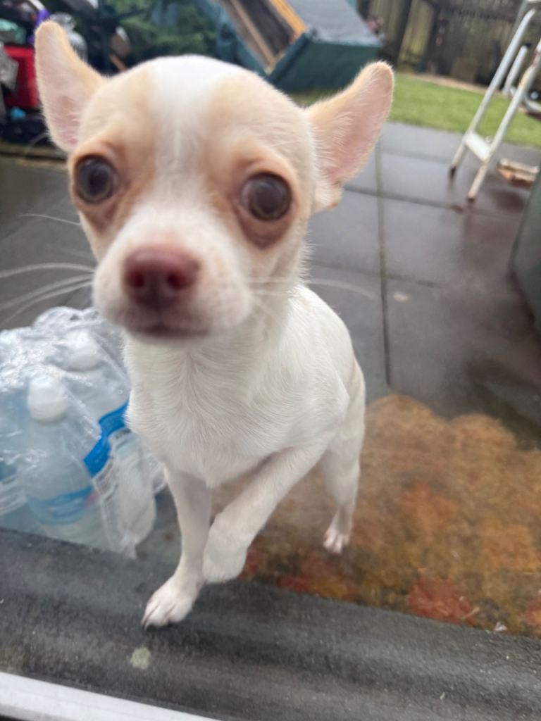 Chihuahua puppy for sale 