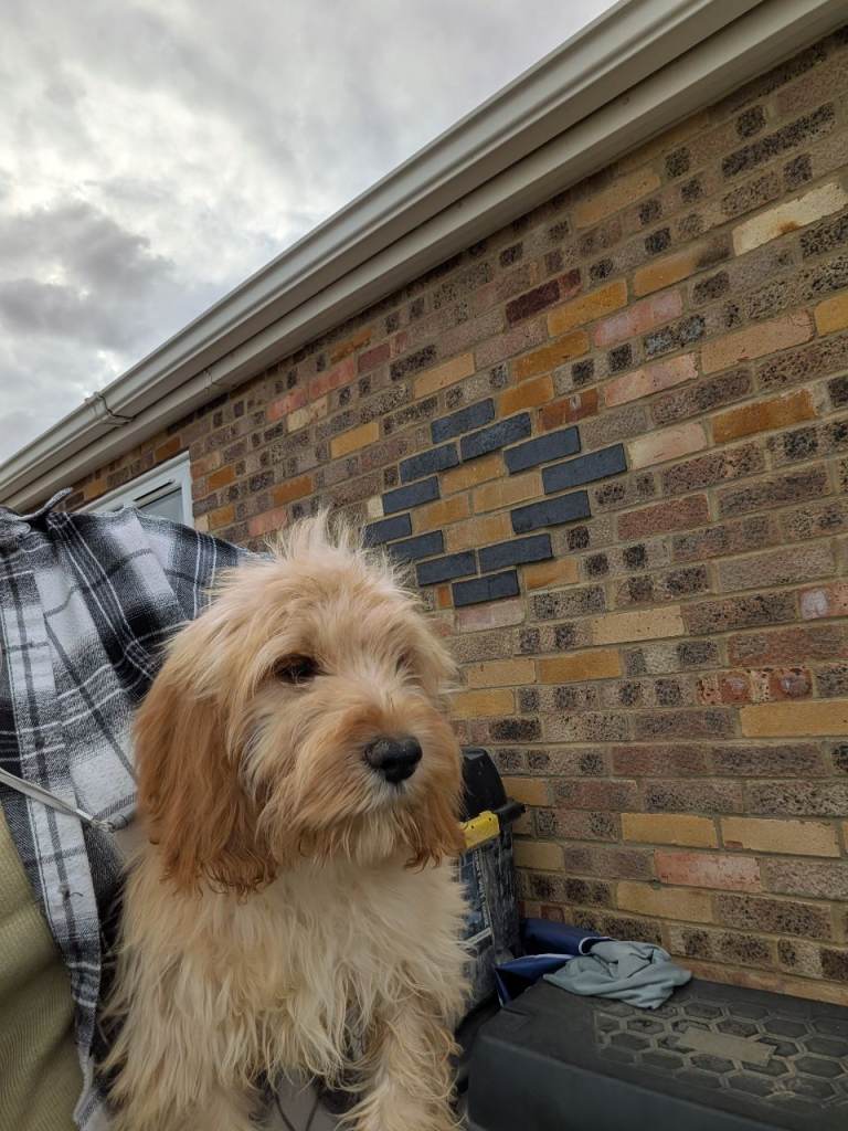 Cockapoo 