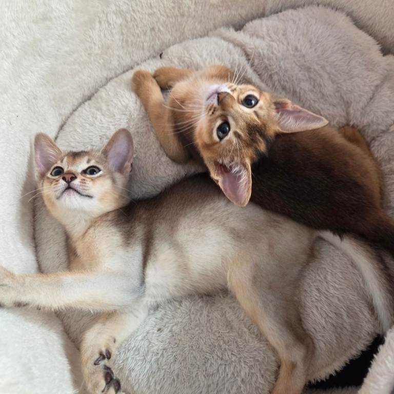 Tica Abyssinian kittens 