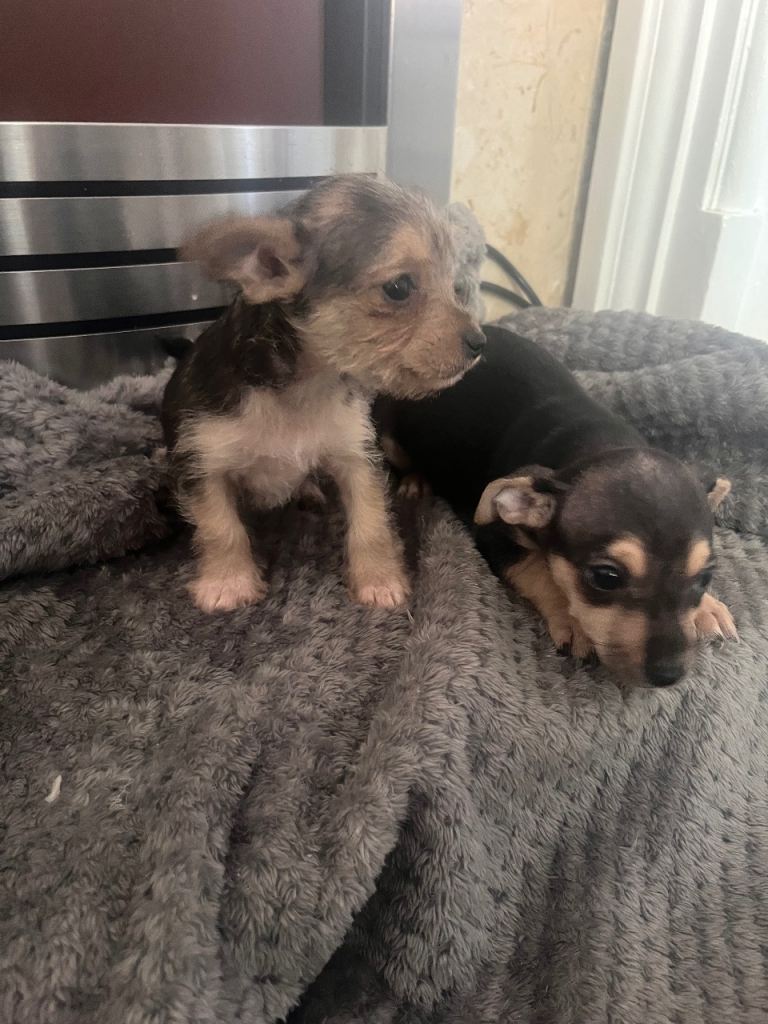 Jack russle x yorkie 