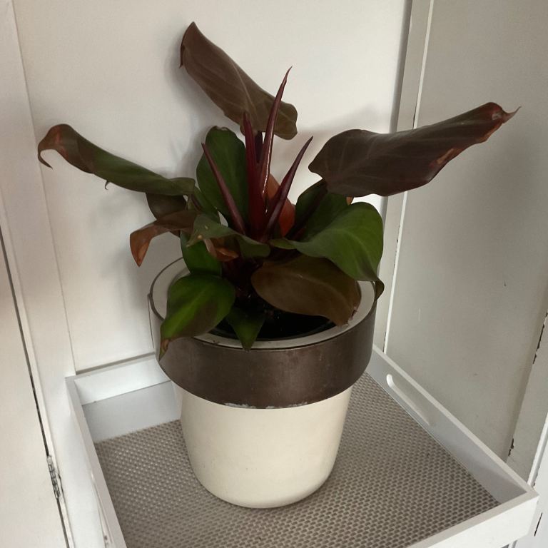 Rare Large Philodendron Red Sun House Plant in Ceramic Pot