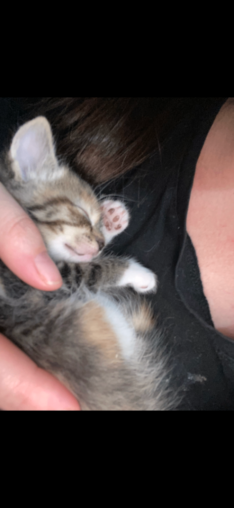 Beautiful litter of kittens