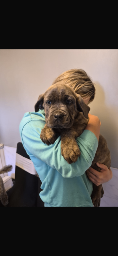 Neapolitan mastiffs