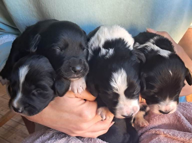 Puppies. Boys & Girls. Spaniel x Border Collie