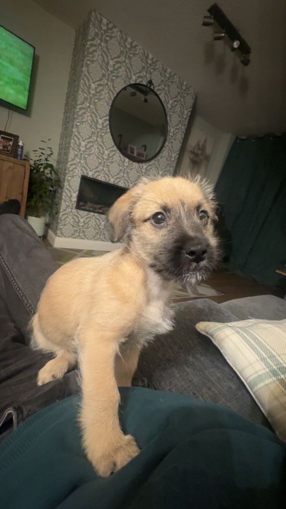 Needing forever home