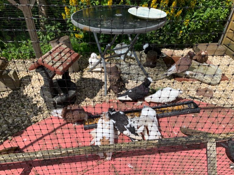 Fancy Bukhara Pigeons /Trumpeter