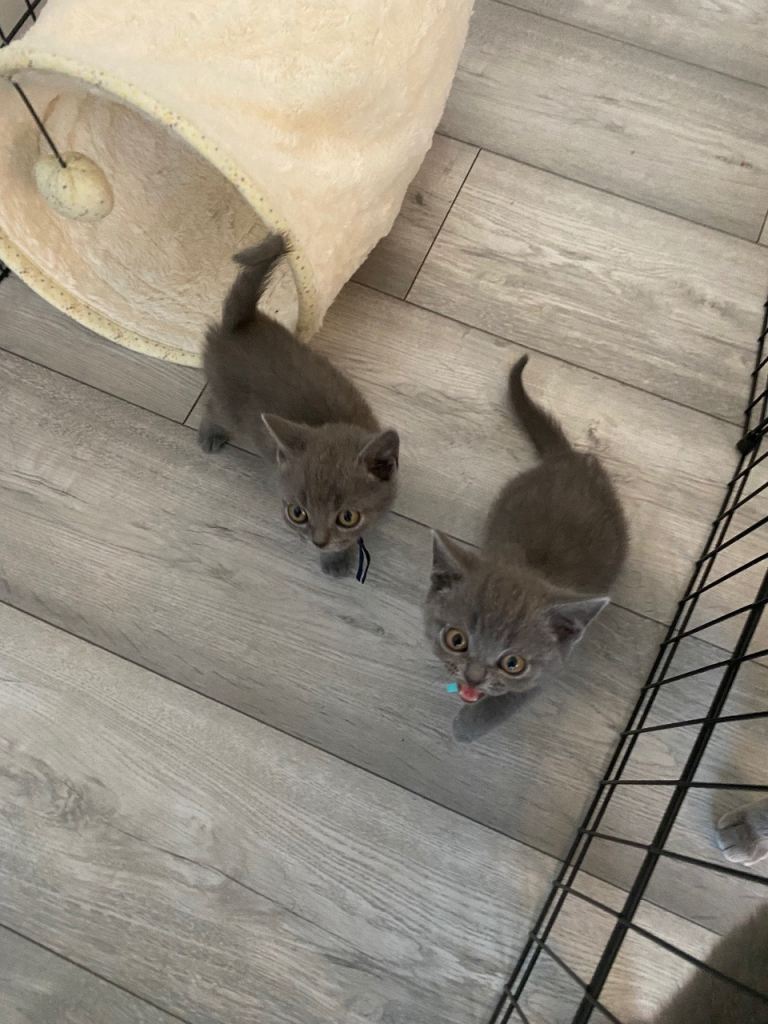 Beautiful British shorthair kittens 
