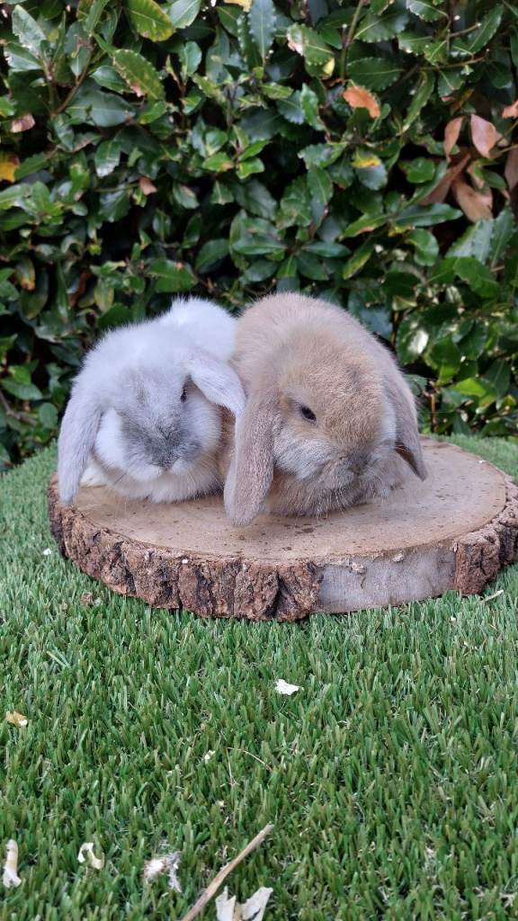 Adorable mini lop baby rabbits 