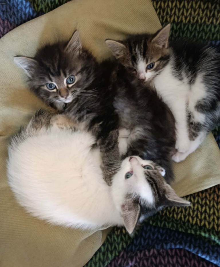 Kittens