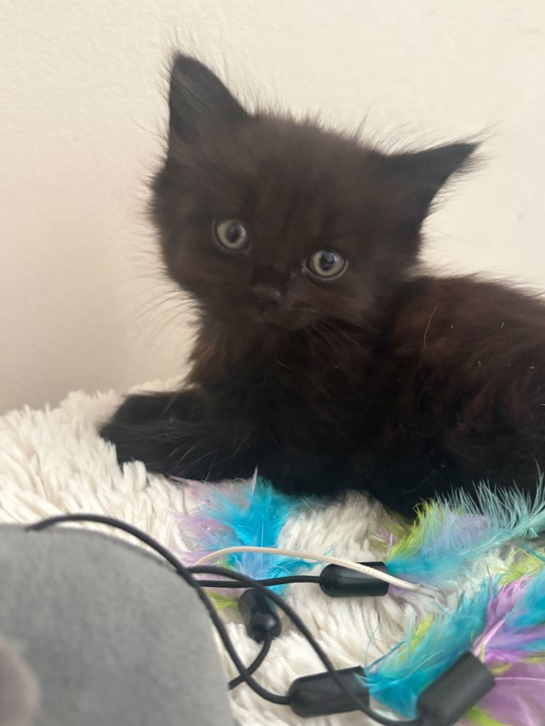 Kittens
