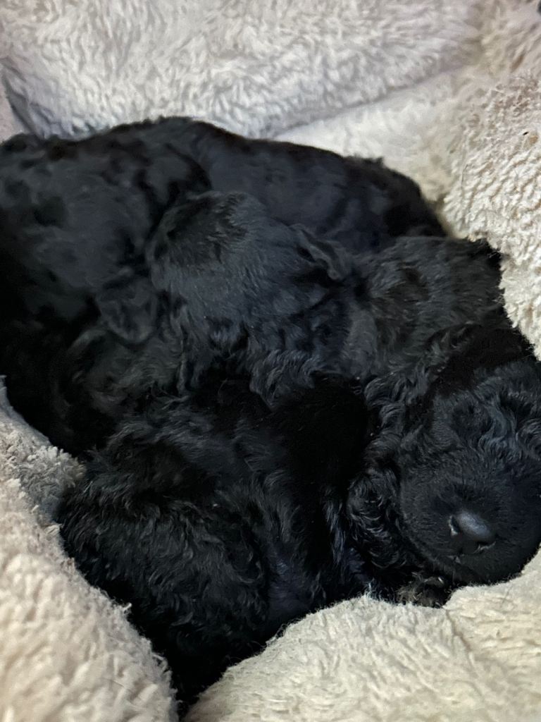 7/8ths Bedlington x Whippet pups