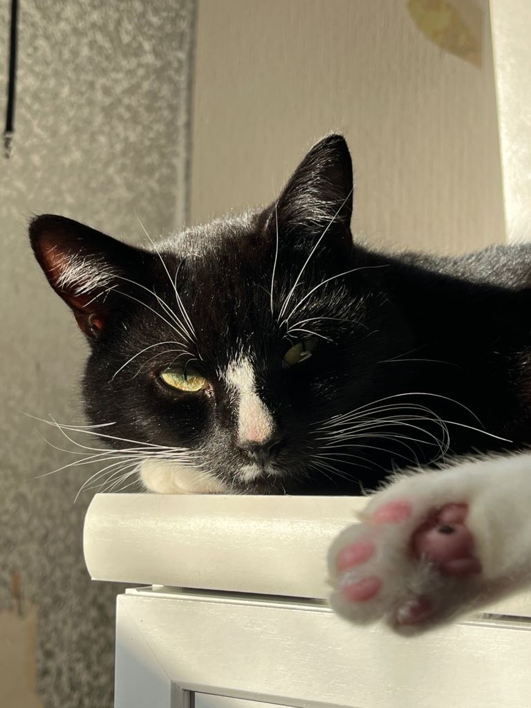Beautiful male cat for rehoming