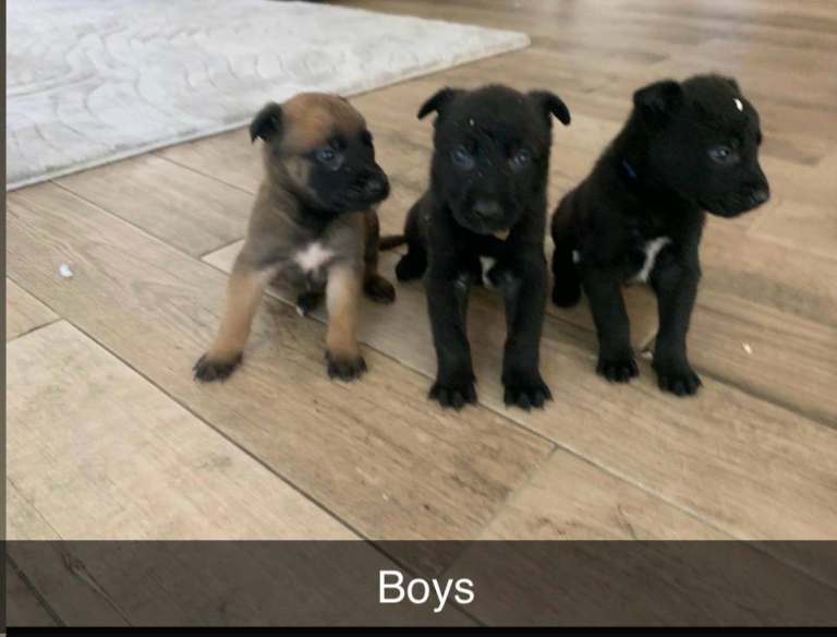 Belgian malinoisx dutch herder