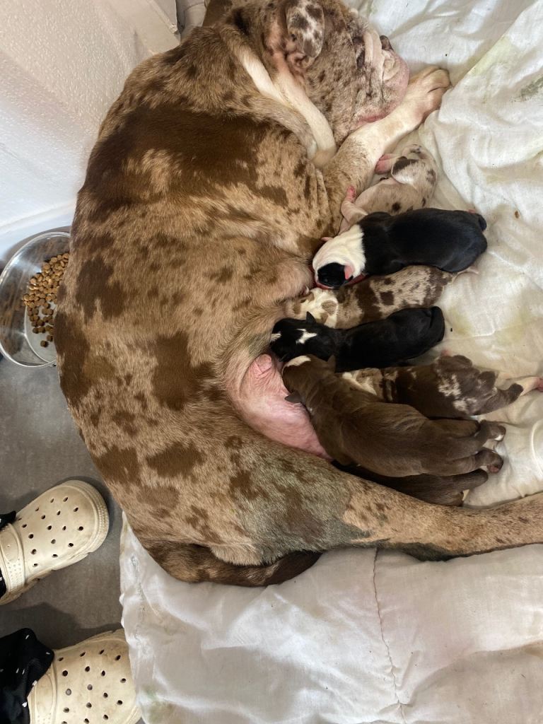 English bulldogs (new era)