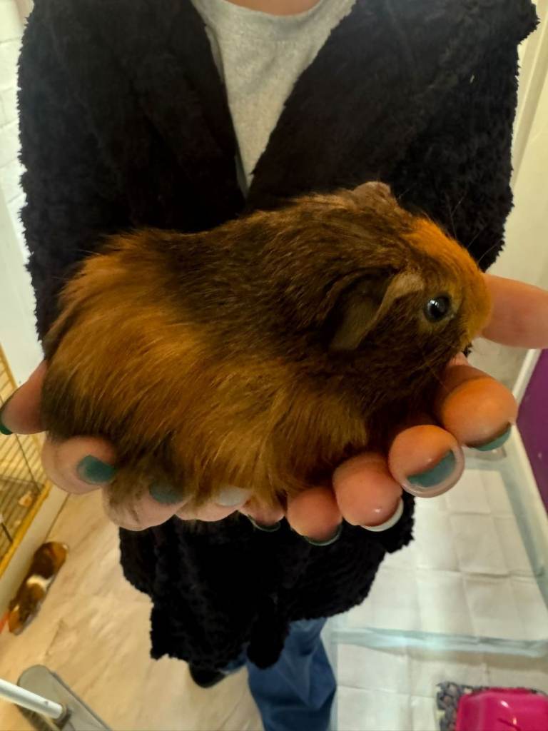 Baby boy guinea pig 