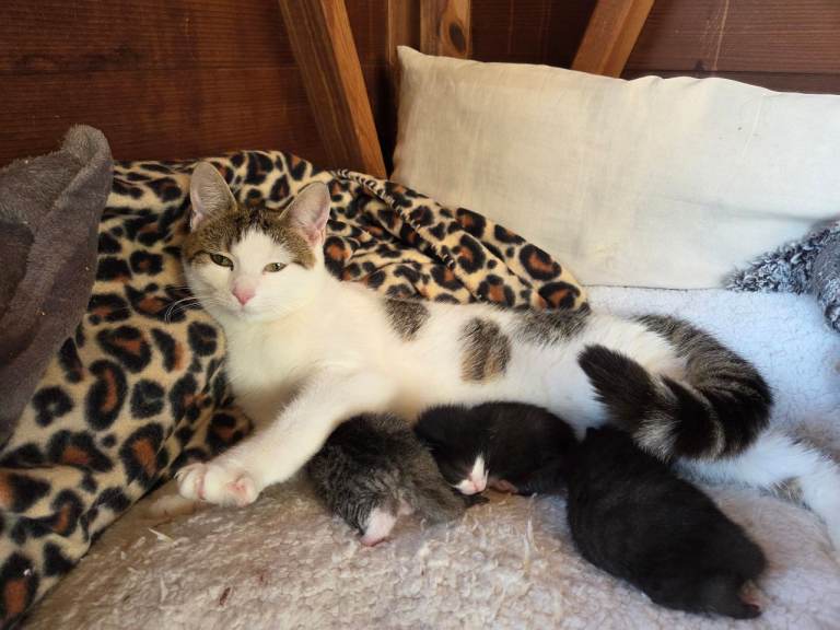 Mother cat & Kittens