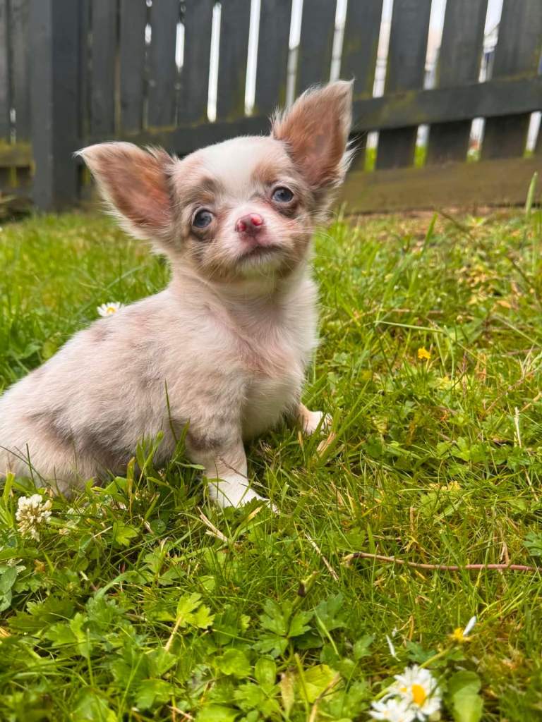 Ready to Go Blue Eye Longcoat Chihuahua Boy