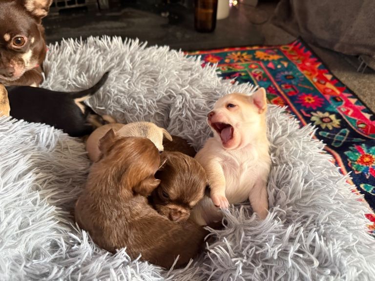 Cheeky chihuahua puppies 