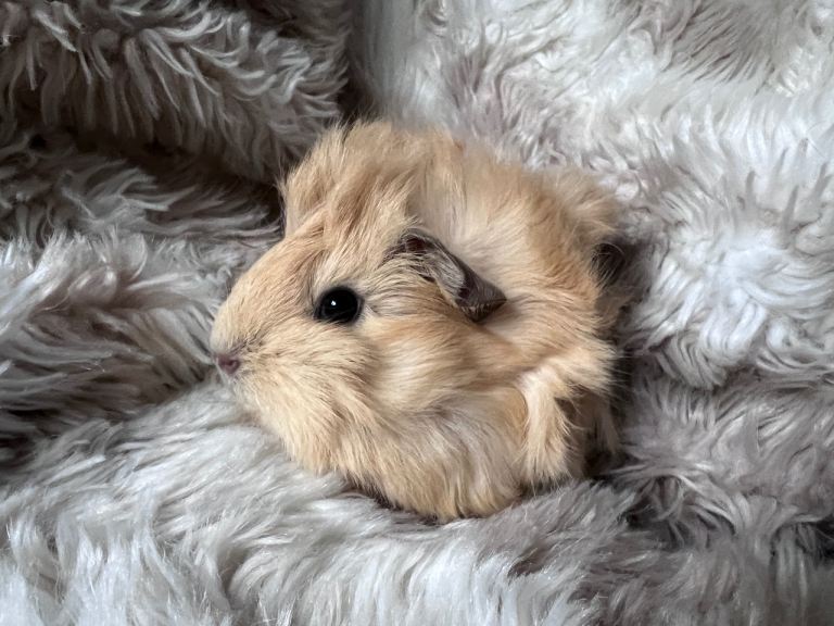 Baby Guinea pigs ready for reservation 