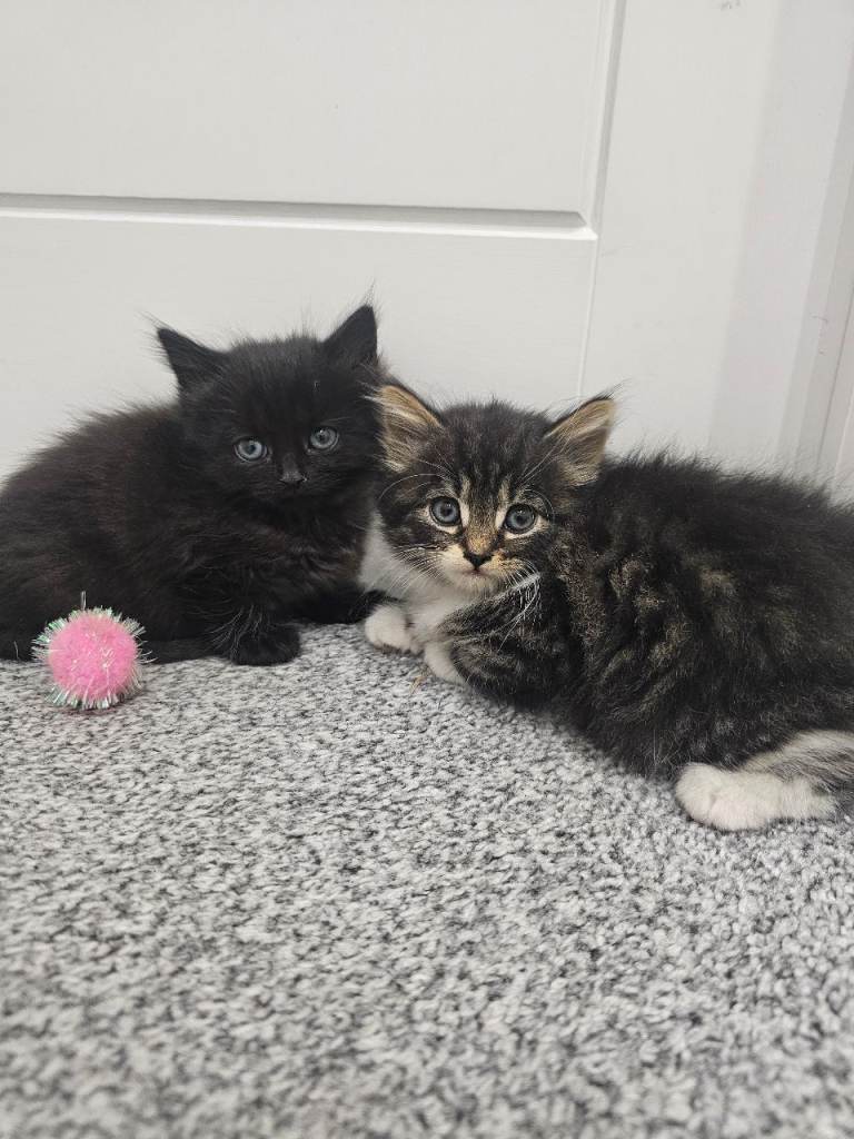 Fluffy female kittens 