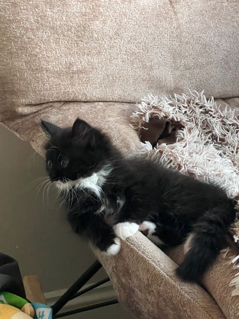 Beautiful black kittens 