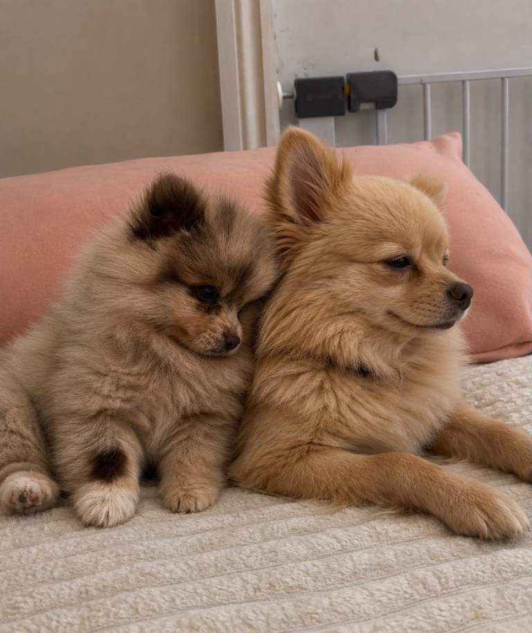 Pomeranian puppy