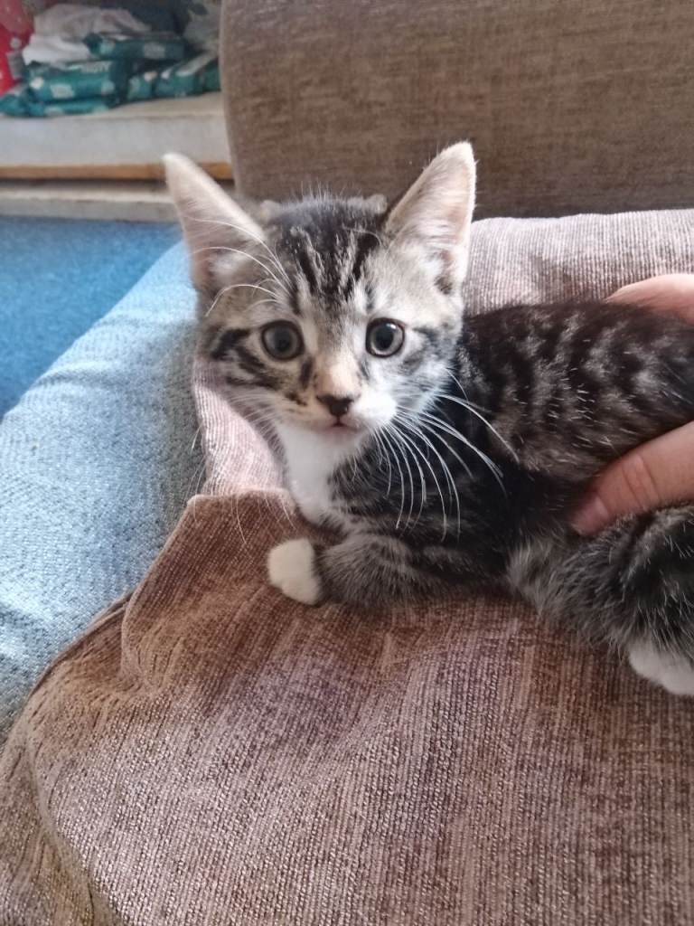 British longhair kittens