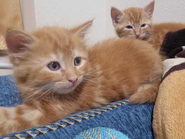 Three ginger colour cute baby kitten ❤️❤️