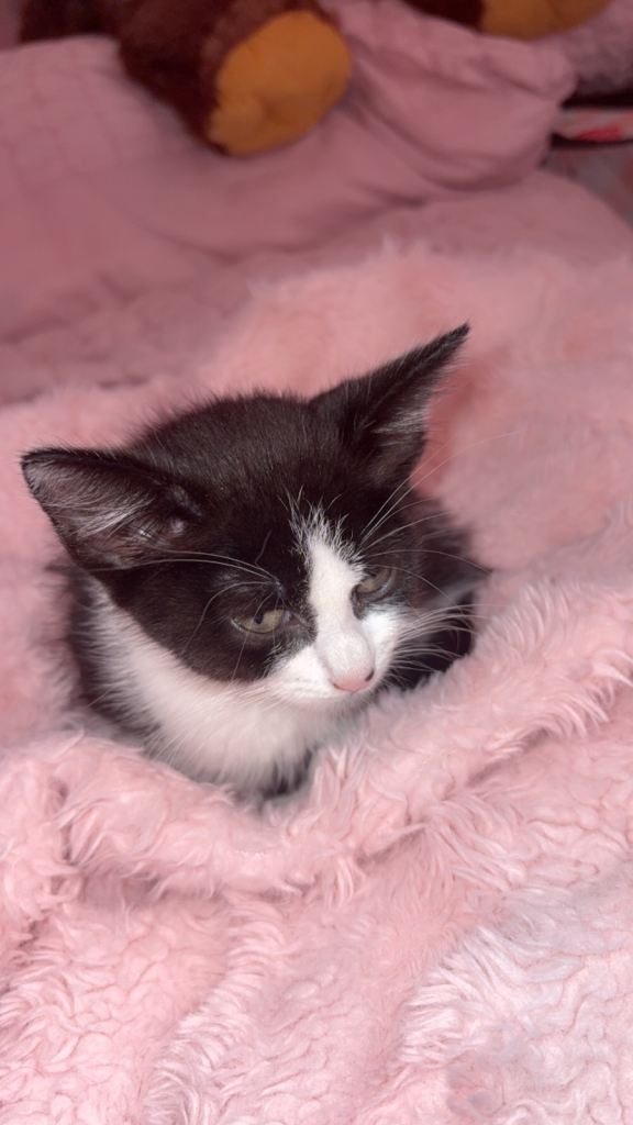 NOT AVALIABLE RIGHT NOW !Playful 9 week old female kitten 