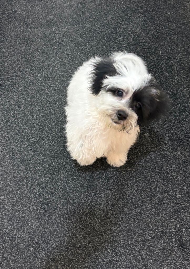 Puppy 