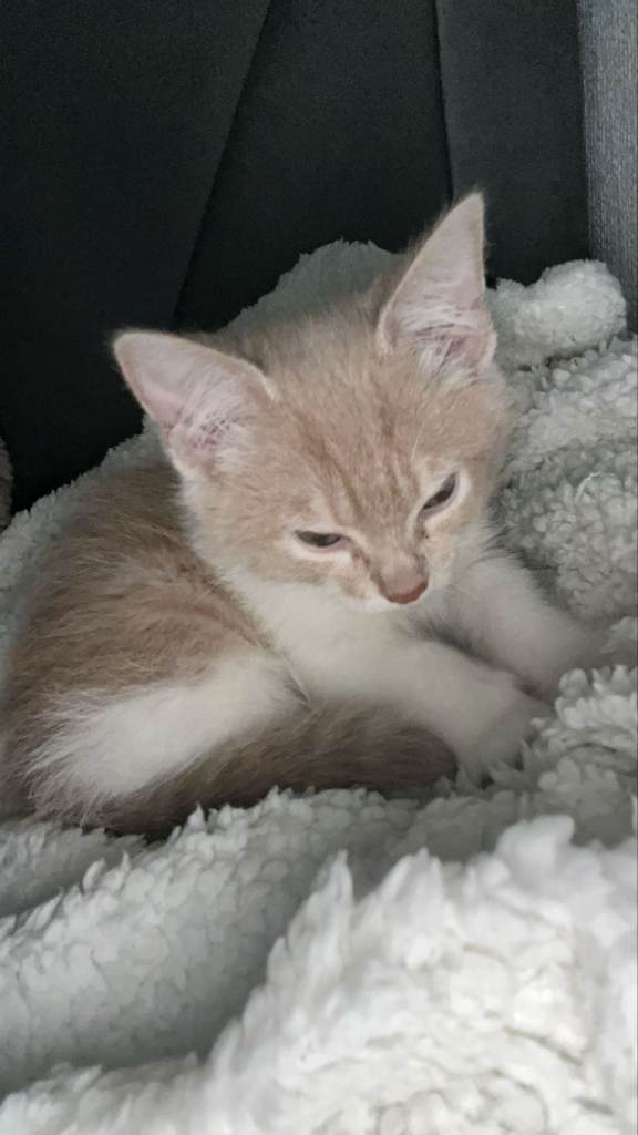 Male kitten 8 weeks