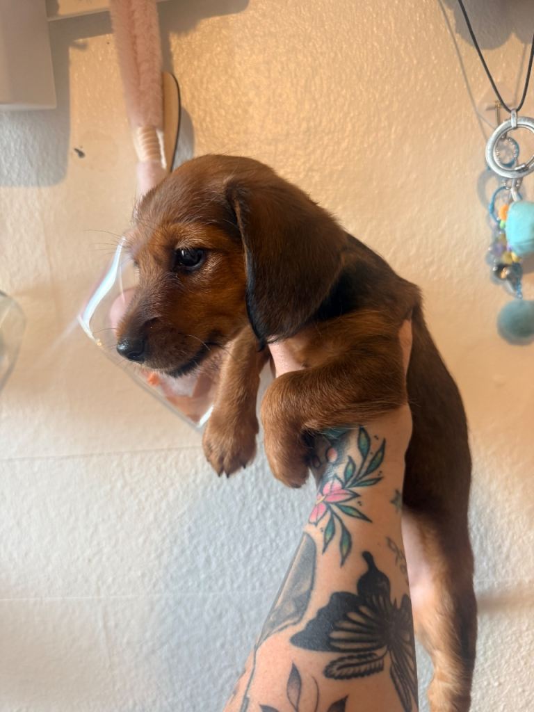 Adorable Dachshund x Yorkie  Puppy Looking for a Loving Home