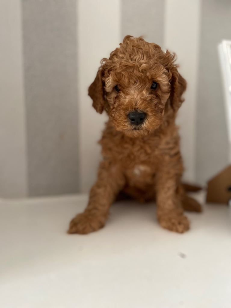 Cavapoochon Puppies 🐶 