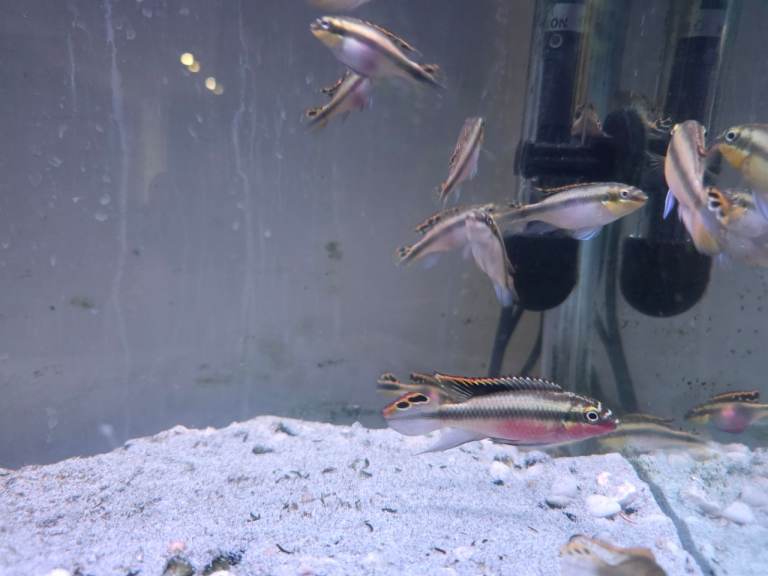Rainbow kribs 