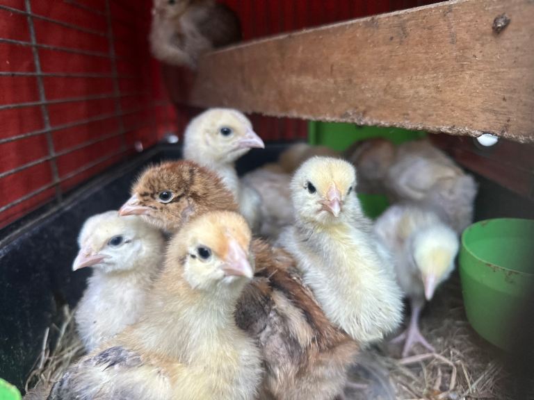 Baby Chicks - Rare breeds