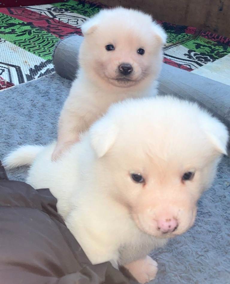 KC Reg Japanese Akita Puppies 